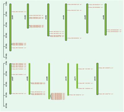 Identification of the potato (Solanum tuberosum L.) P-type ATPase gene family and investigating the role of PHA2 in response to Pep13